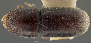 Media type: image;   Entomology 1007 Aspect: habitus dorsal view